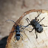 Morimus Funereus