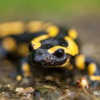 salamandra