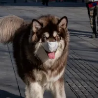 koronoios skylos
