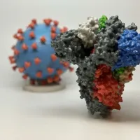 new zealand coronavirus Νέα Ζηλανδία και κορονοϊός
