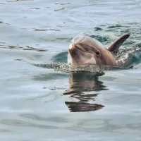 delfini