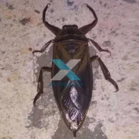 Έντομο