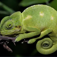 chameleon2