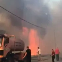 fotia rodopi.jpg