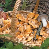 manitaria