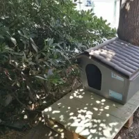 « Σπιτάκια» για γάτες τοποθετεί ο Δήμος Αθηναίων