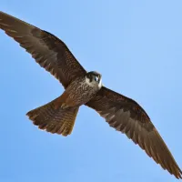 mavroperitis