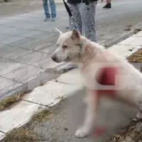 Νίκαια κακοποίηση ζώου