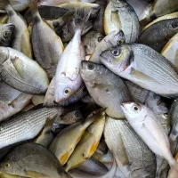 psaria