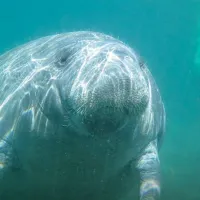manatee trump kentriki
