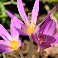 colchicum autumnale fyto kolxikini