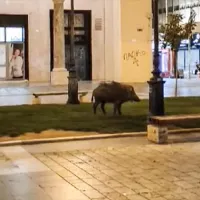 agriogourouno thessaloniki