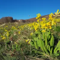 Primula+veris