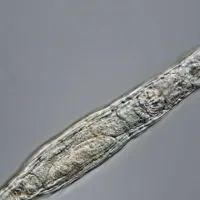 vdeloeides troxoforo