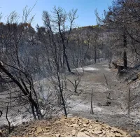 foties pyrkagies