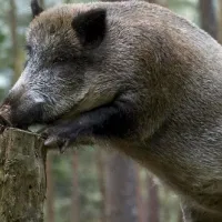 agriogourouno