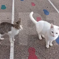 Chios_Kallimasia_dimotiko_gatakia