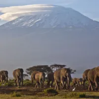 afriki