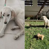 Βιασμός κουταβιού