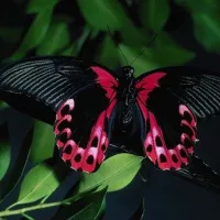 petalouda