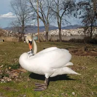 kiknos_kastoria
