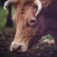 tauros