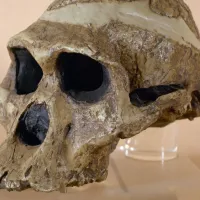 apolithoma