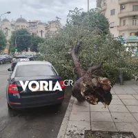 dentra thessaloniki