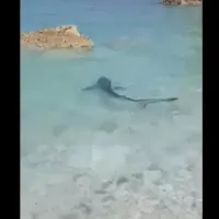 Γαλάζιος καρχαρίας
