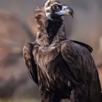 maurogipas