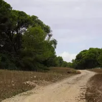 δάσος, μονοπάτι, φύση, δέντρα