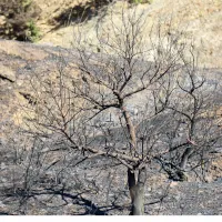 fotia pyrkagia kammena