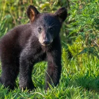 bear