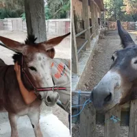 γαϊδουράκια Χαμόγελο του Παιδιού
