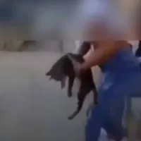 κακοποίηση ζώου γάτα
