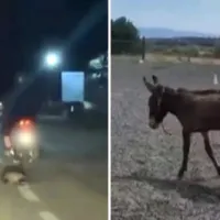 Κακοποίηση ζώων σε Μέγαρα και Καβάλα