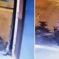 πατησε γατακι