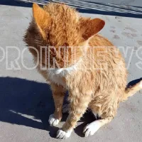 Γάτα