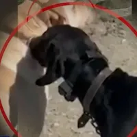 σκυλάκι ηλεκτροσόκ Κρήτη