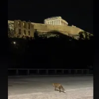 αλεπού ακρόπολη