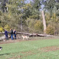 Δέντρο πλάκωσε ηλικιωμένη στη Λάρισα