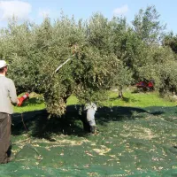 συγκομιδή