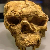 Κρανίο Homo erectus 