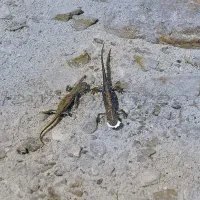 δρακοι
