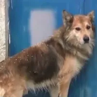 χατσικο