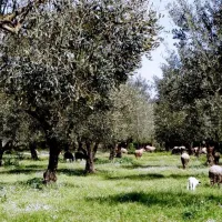 Ελιές