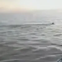 λύκος Μαγνησία