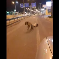 σκυλάκια