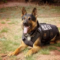 K9_skilos