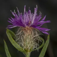 Campanula_pangea